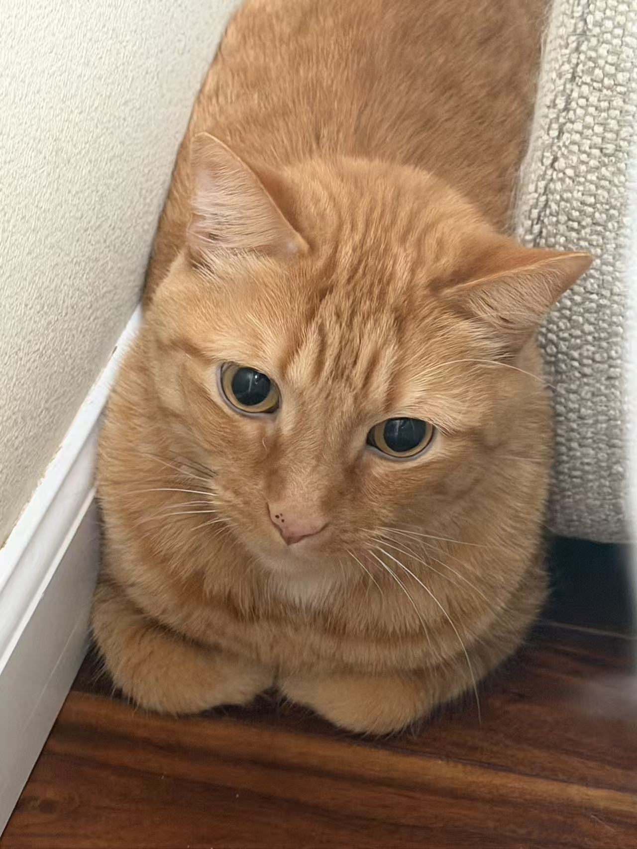 Luna’s Mom · 🐱